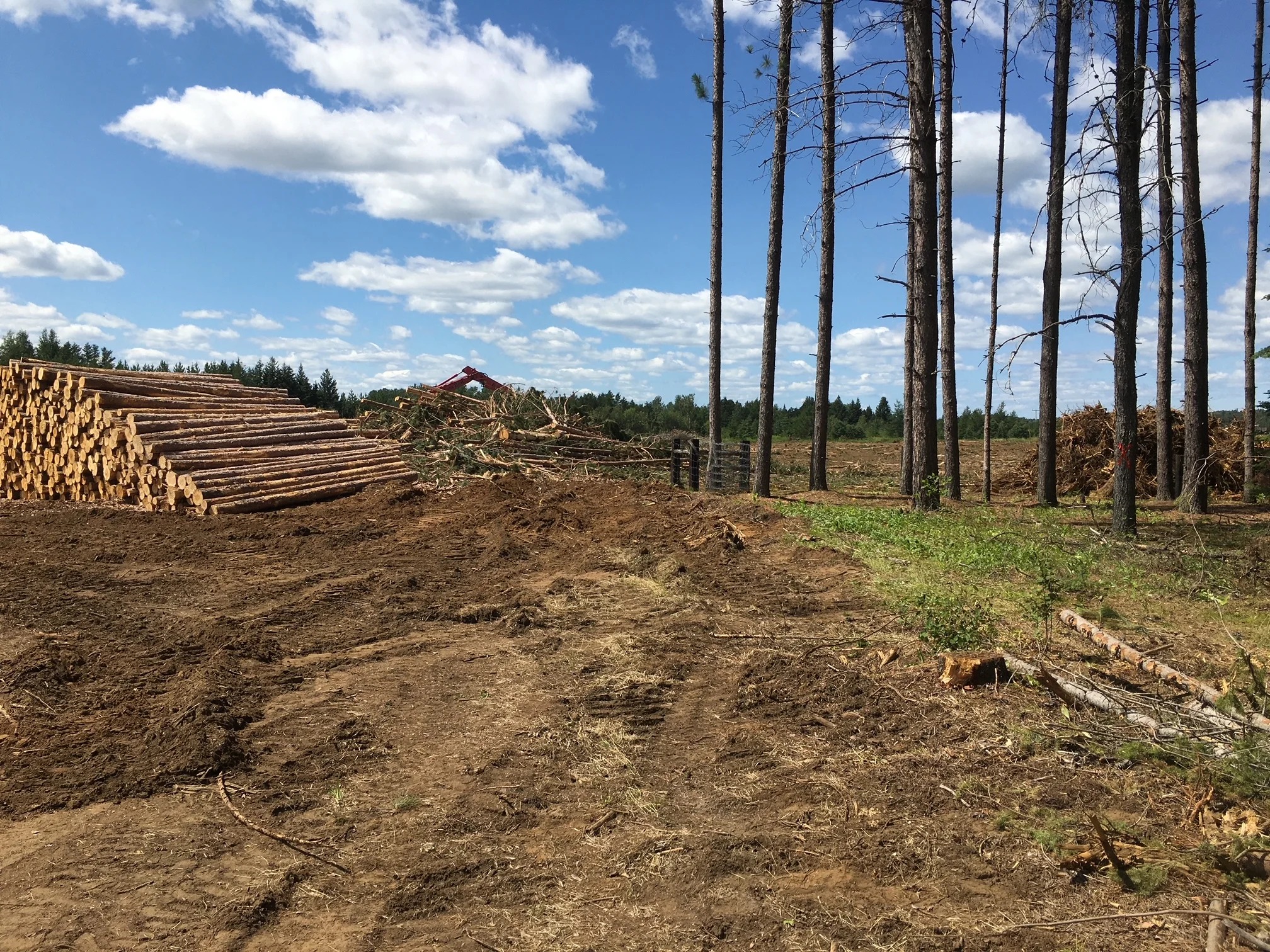 An area with dirt, a pile of cut down trees and few trees standing on the right.